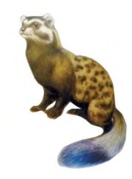 Olakuzan