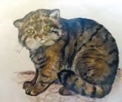 Manul