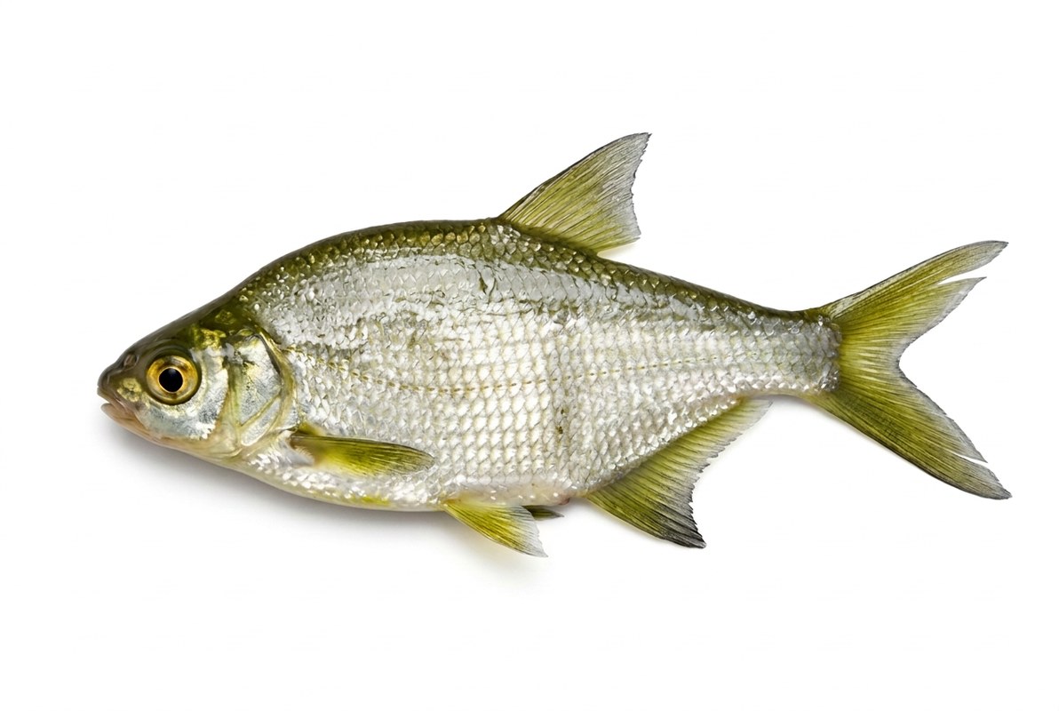 Qorakoʼz (oq sazan)