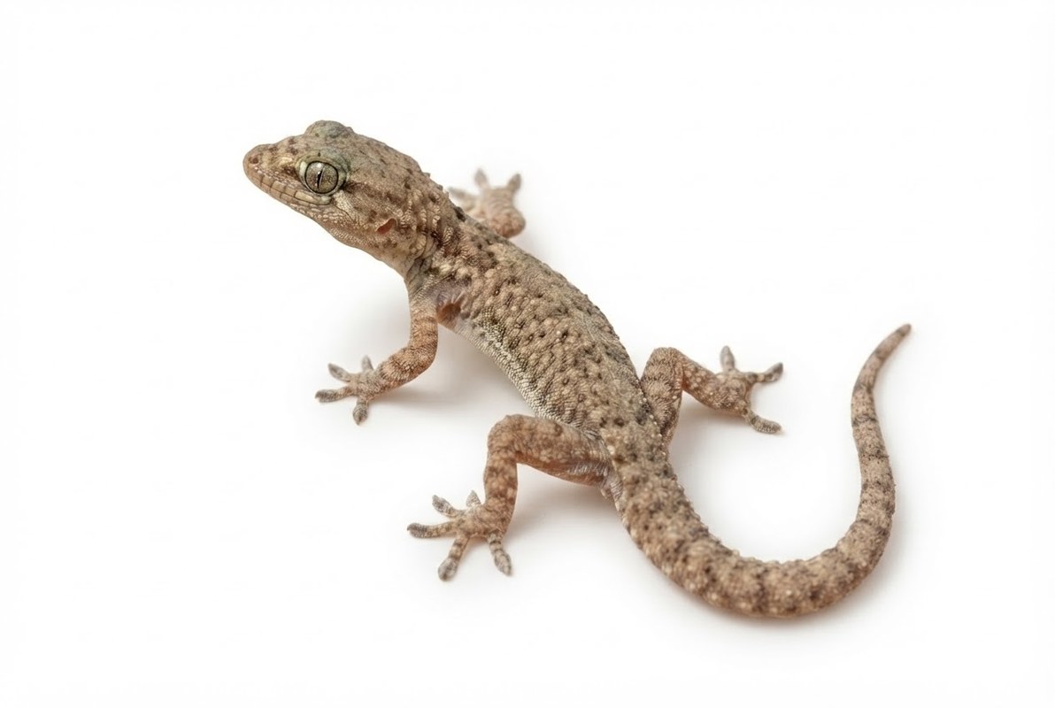 Silliq gekkoncha