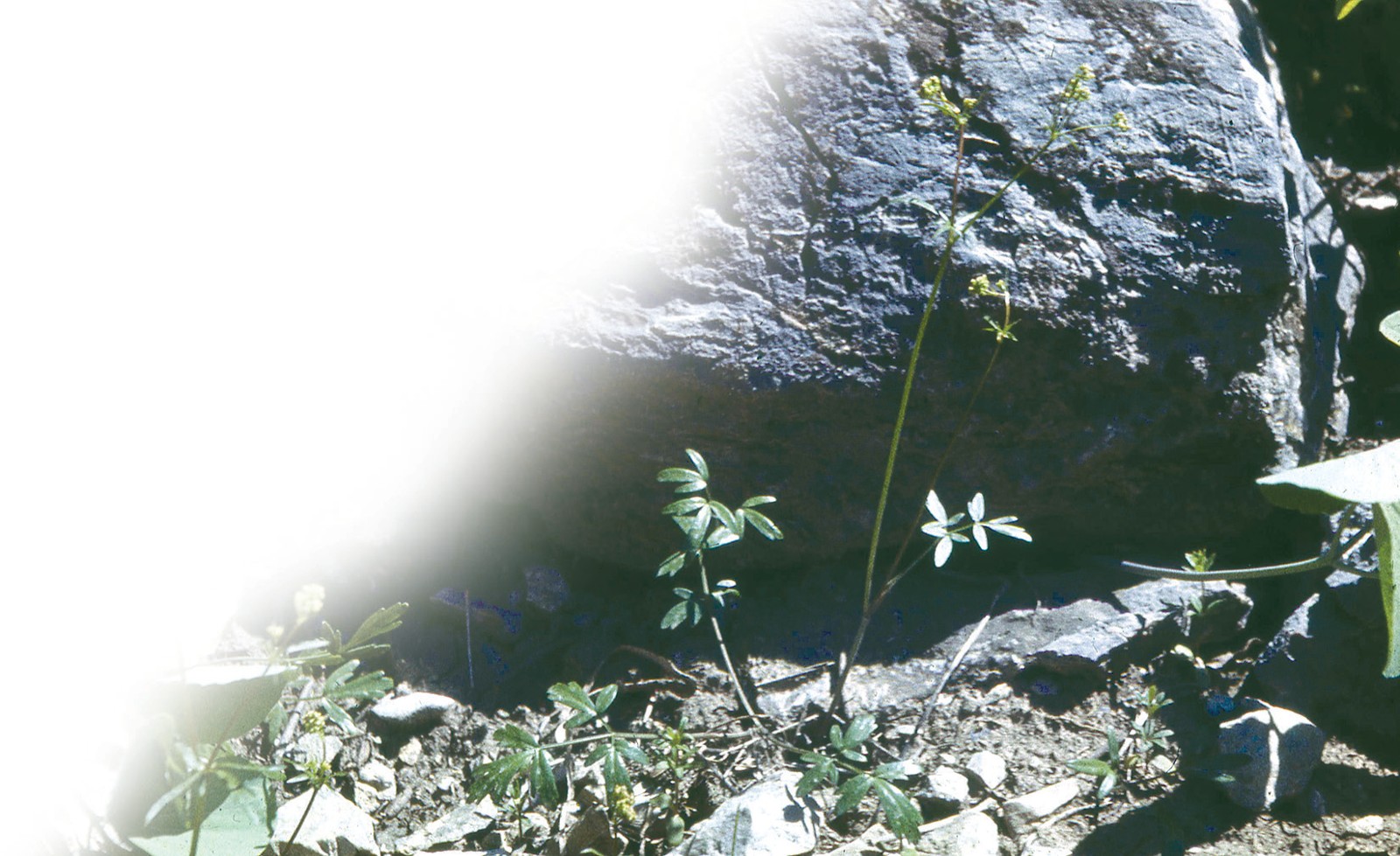 Chakamig‘mevasimon astomatopsis