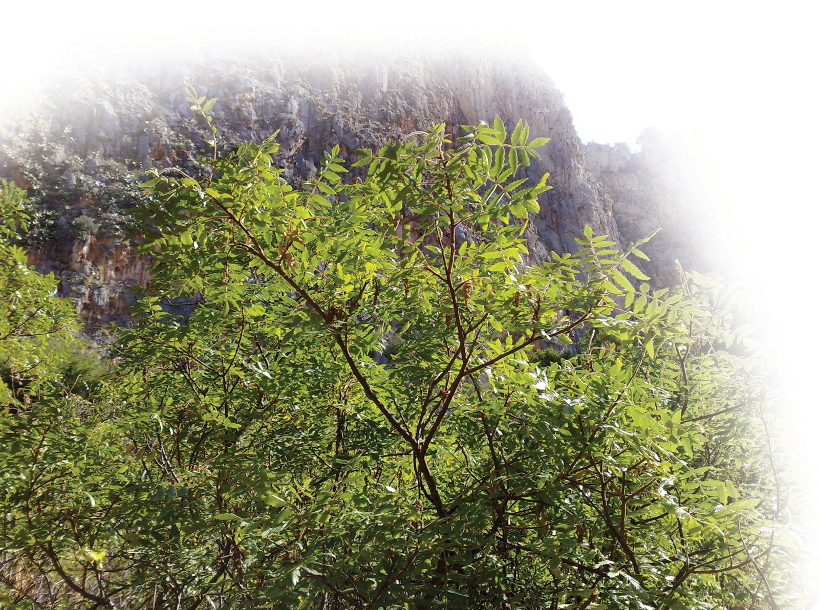 Oshlovchi totim (sirka daraxti)