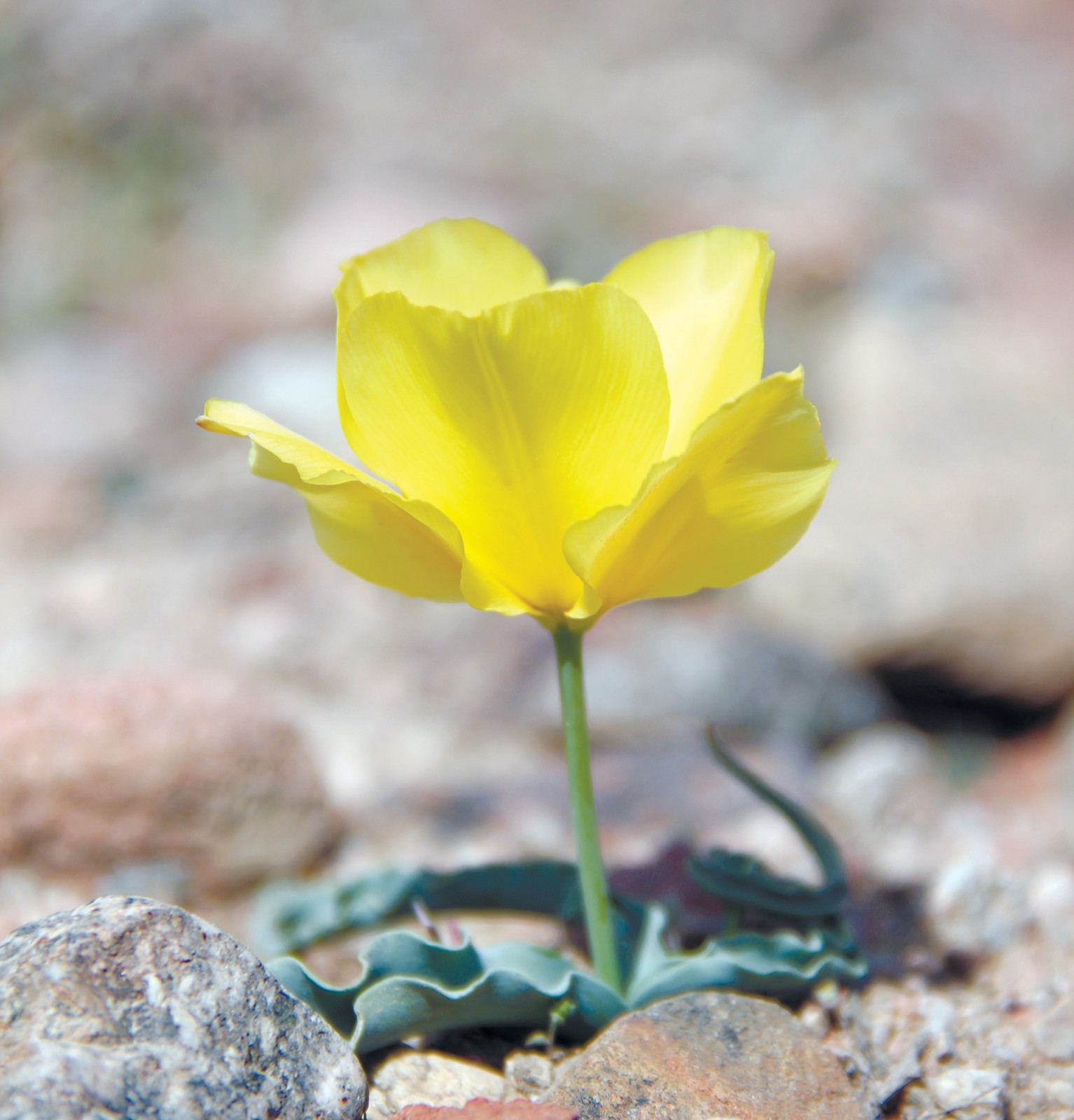 Oraliq lola