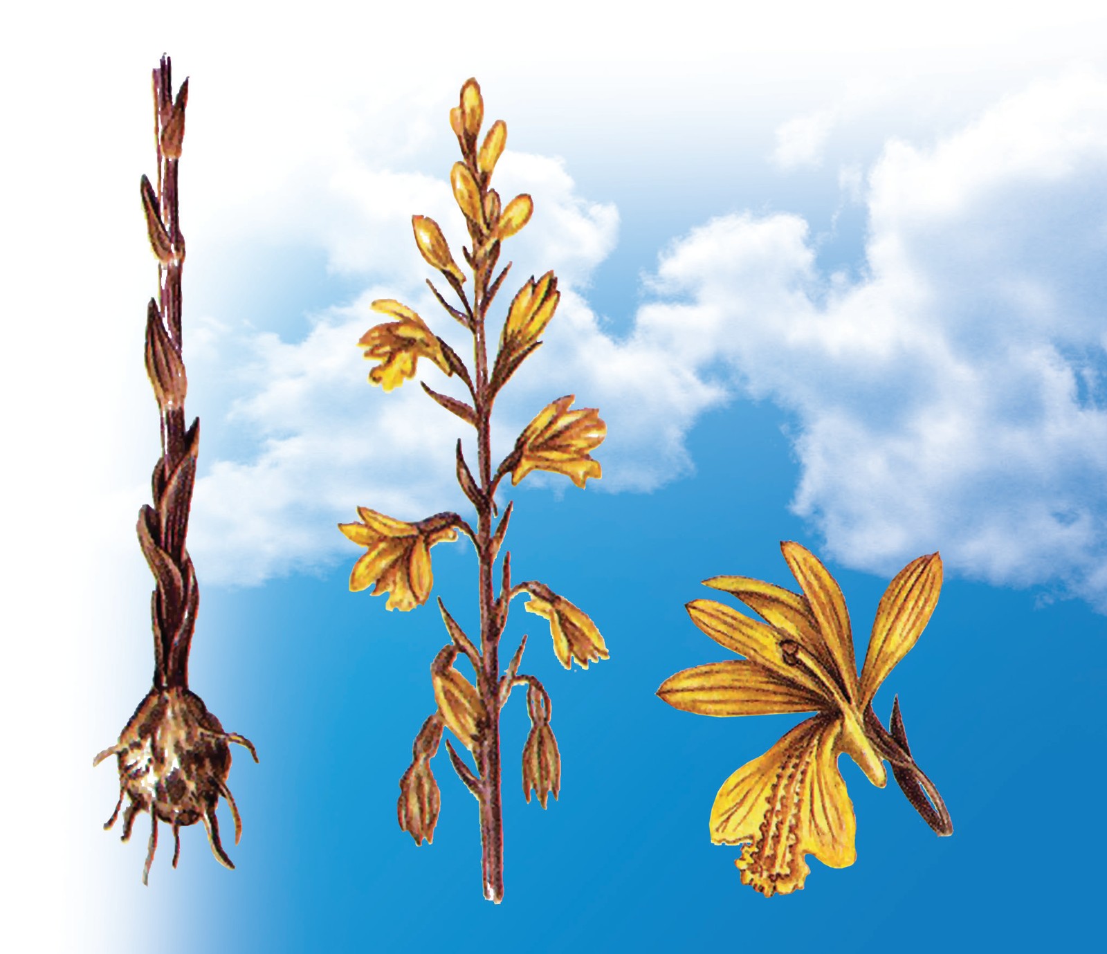 Turkiston eulofiyasi