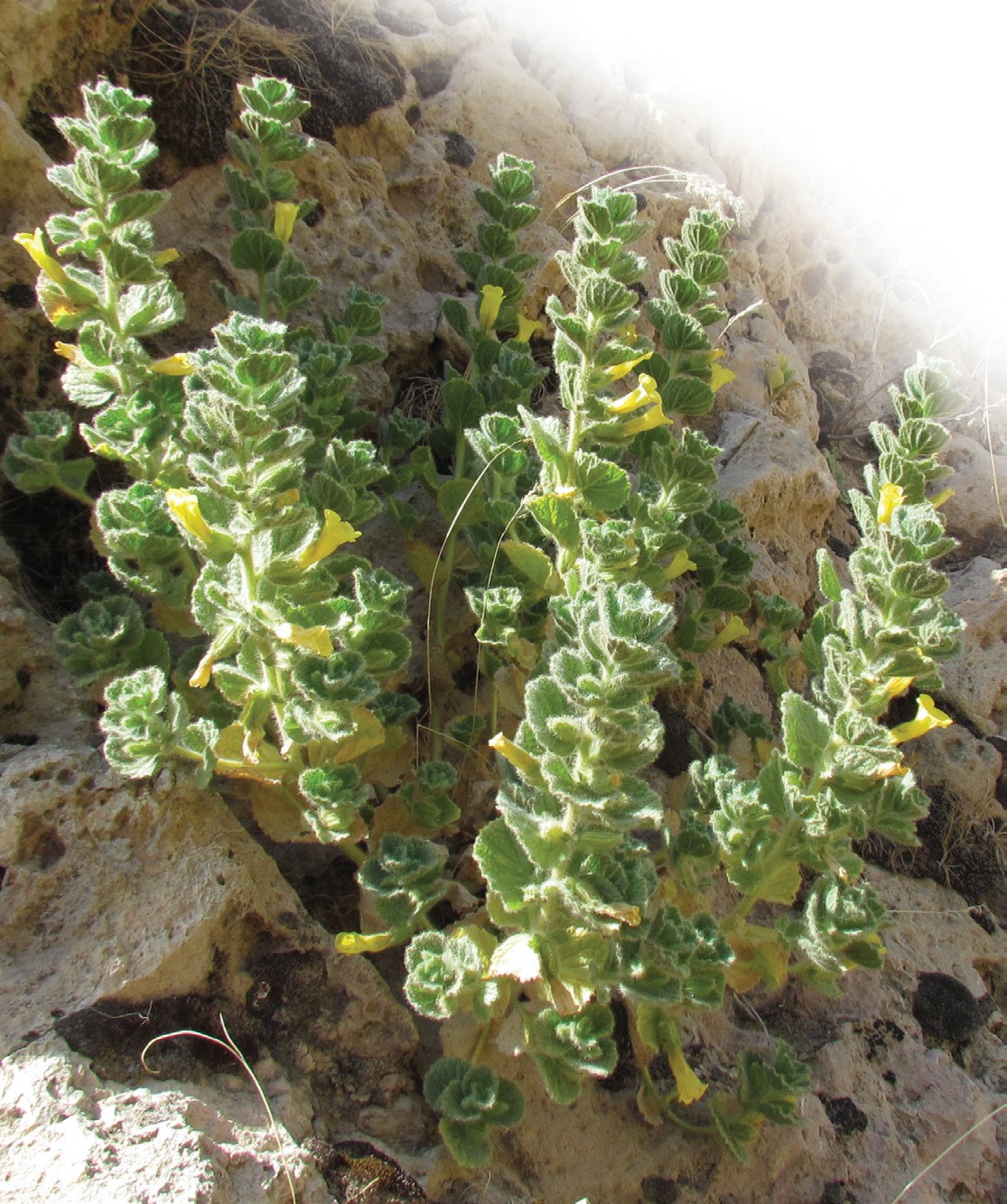 Buxoro spirostegiyasi