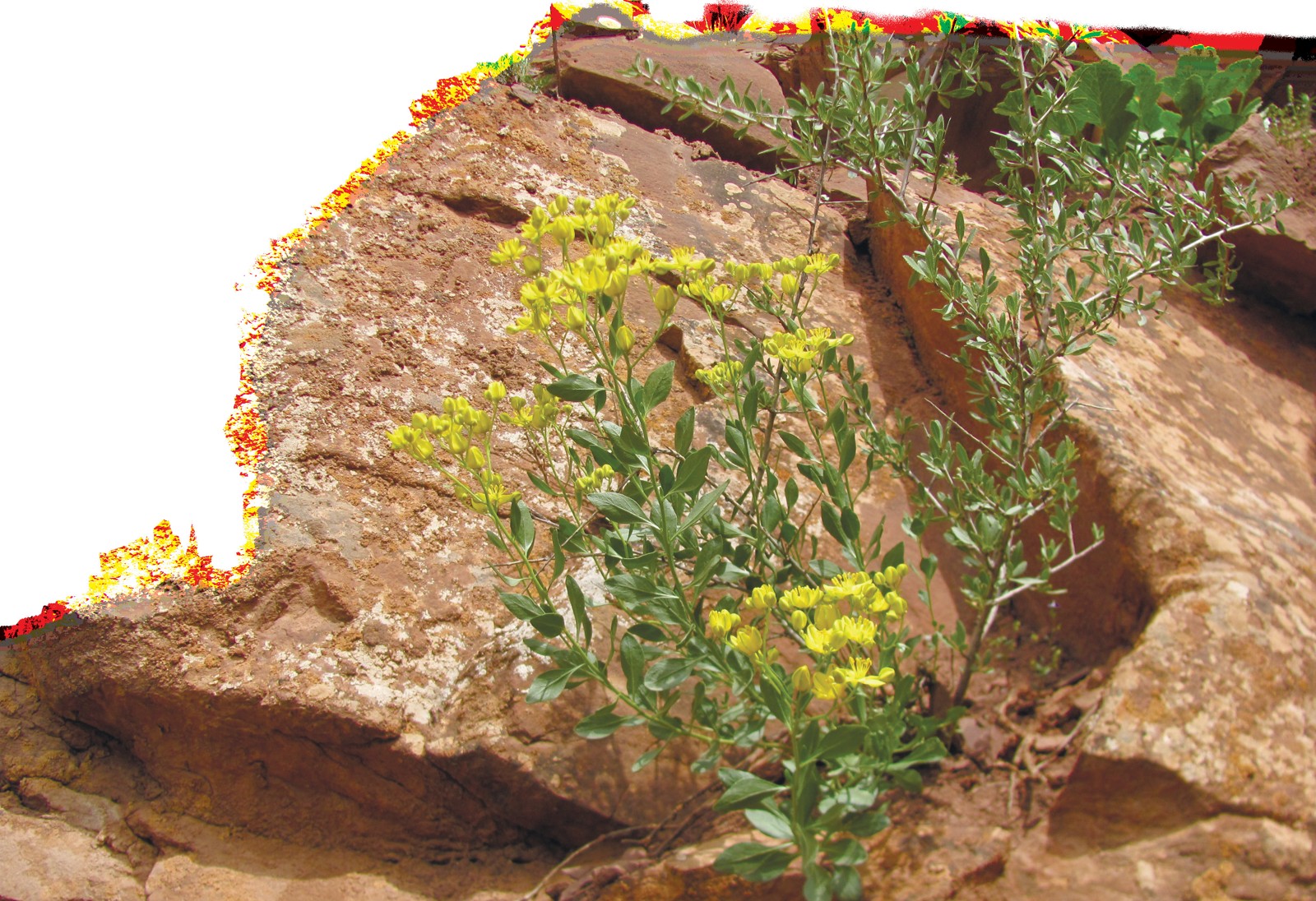 Buxoro toshbaqatoli
