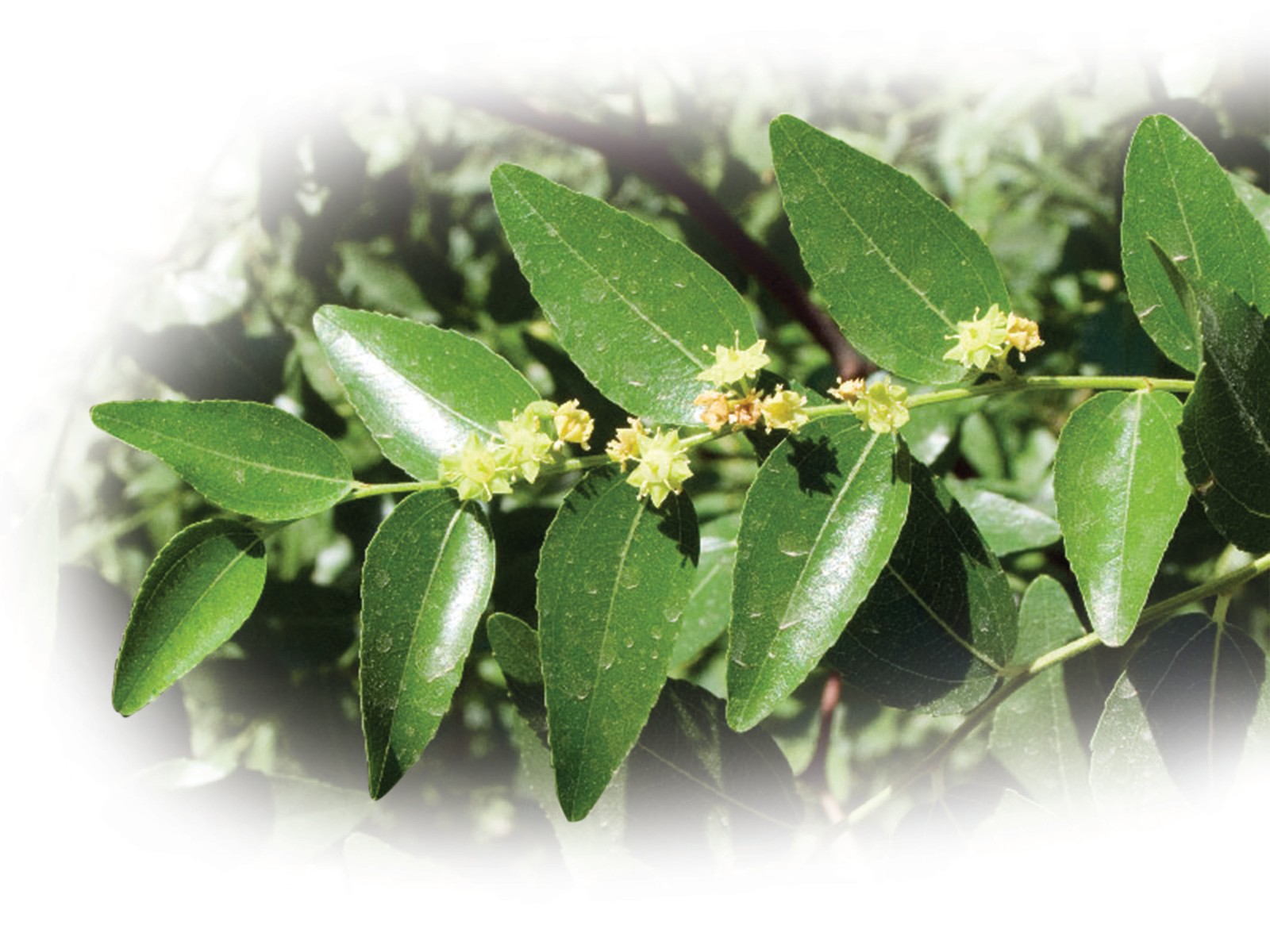 Yovvoyi chilonjiyda