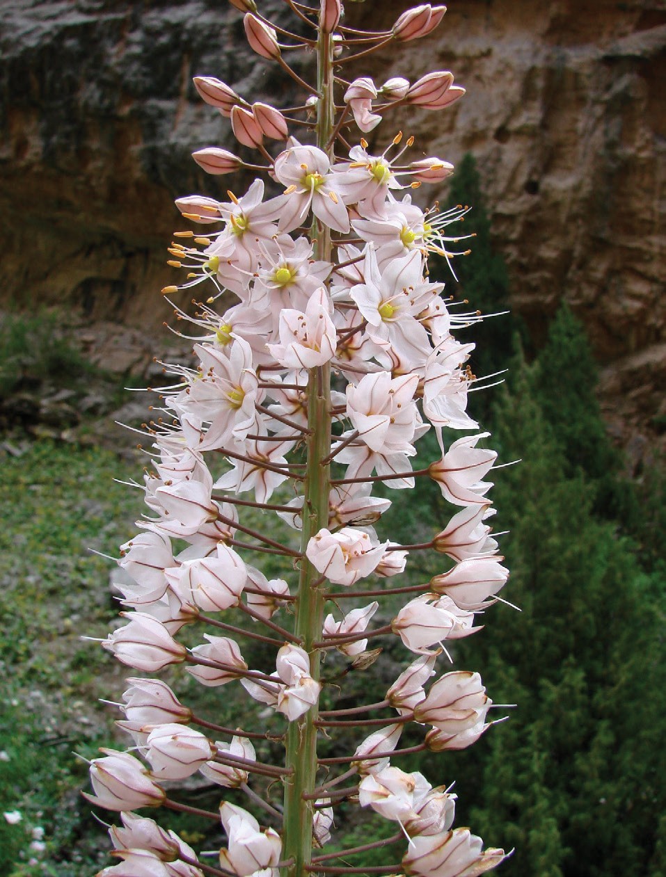 Nor Shirach (xulka bola)