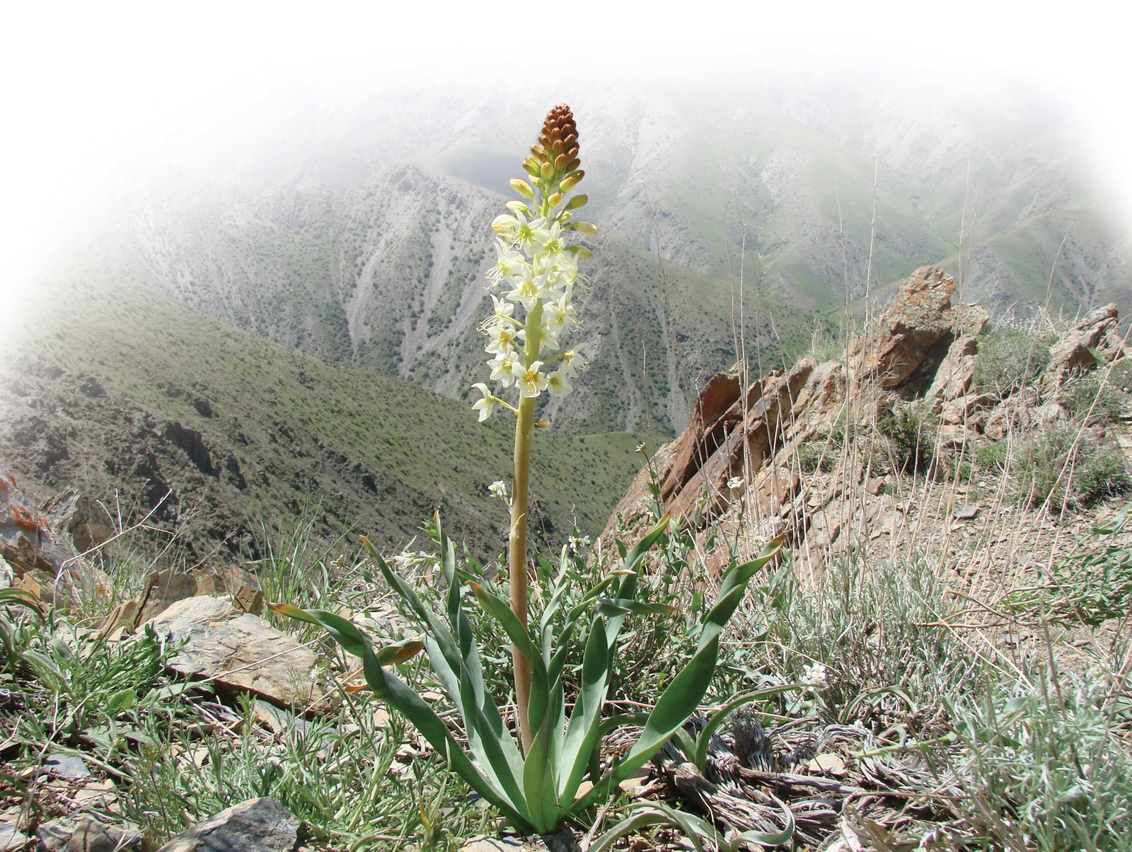 Oqgulli Shirach