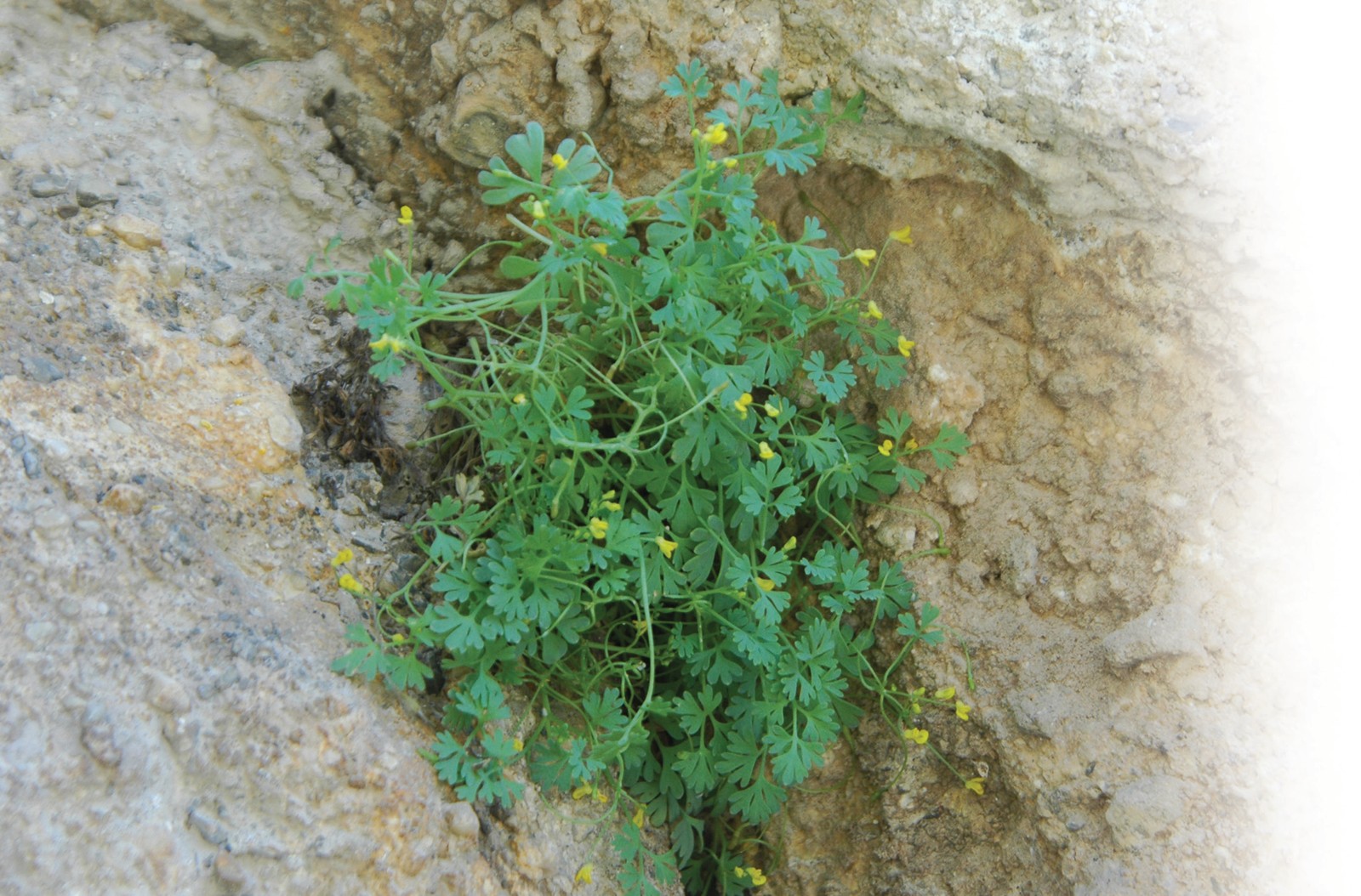 Turkiston shotarachasi