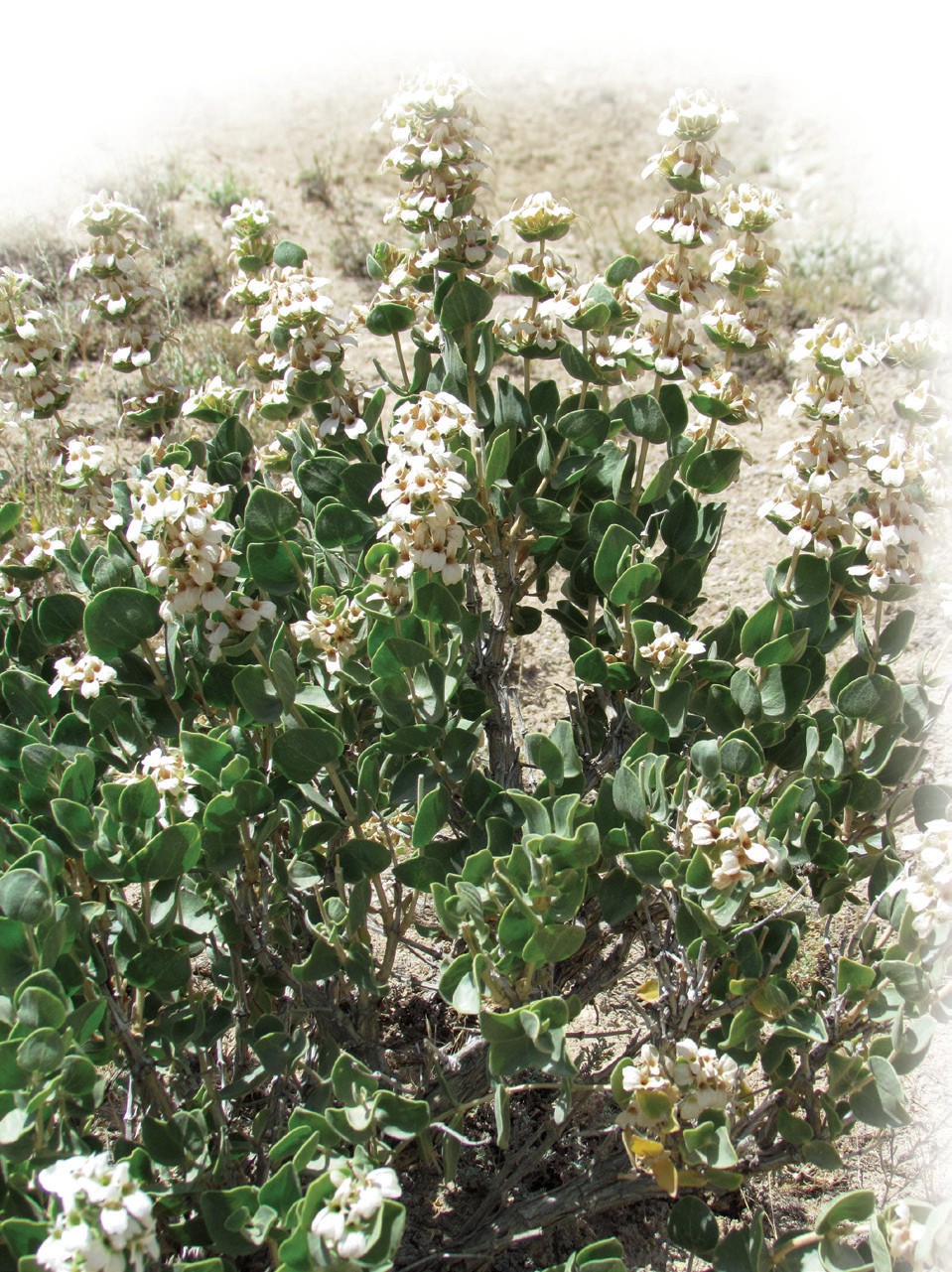 Buxoro otostegiyasi