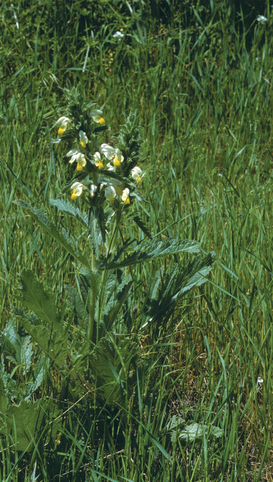 Bobur flomoidesi