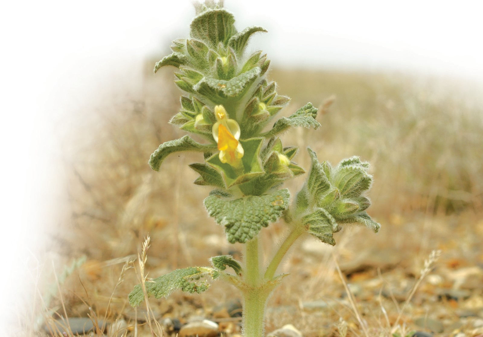 Silliq kosachali Flomoides