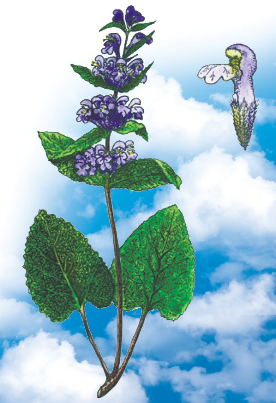 Chimyon flomoidesi