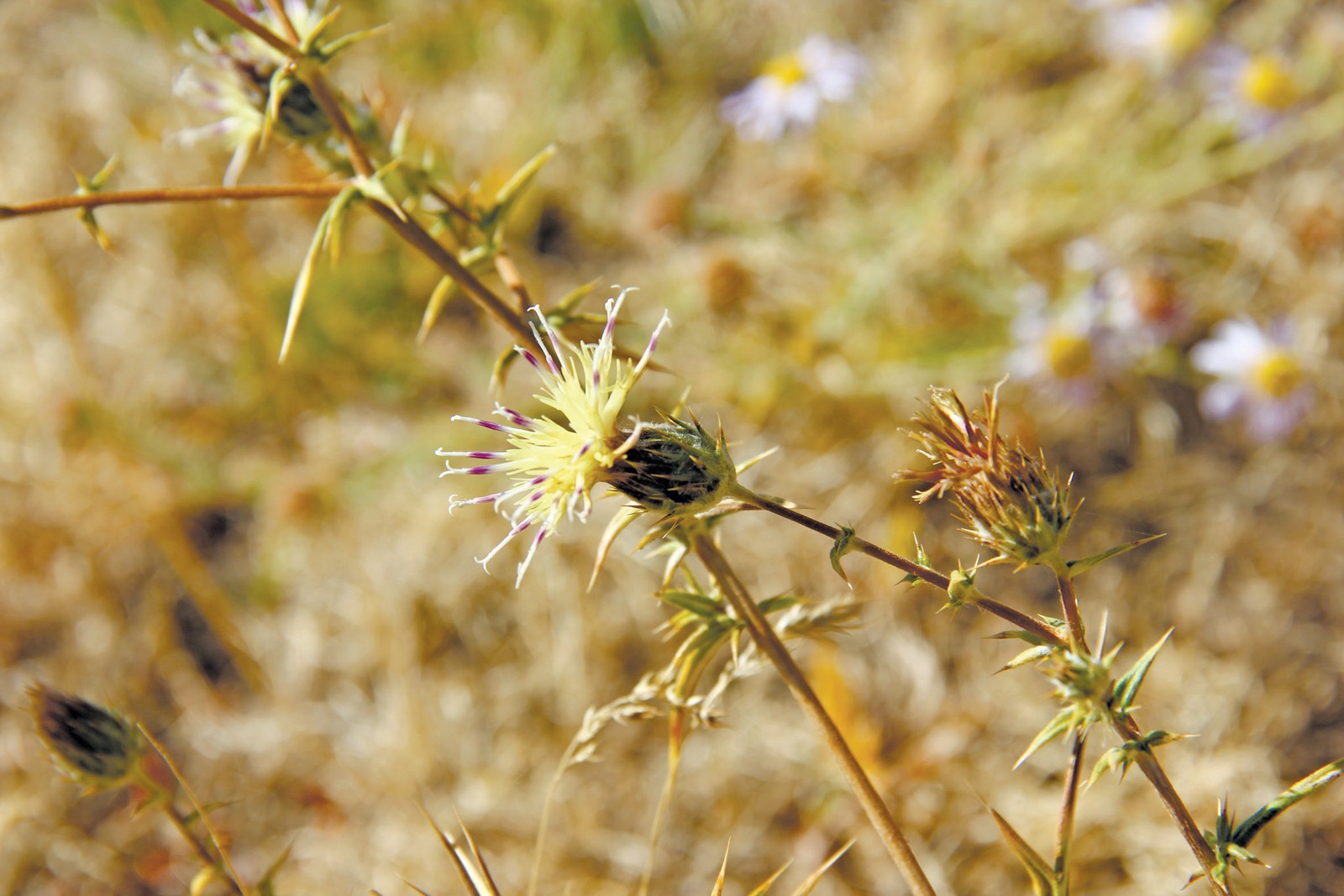 Allolepis karrak