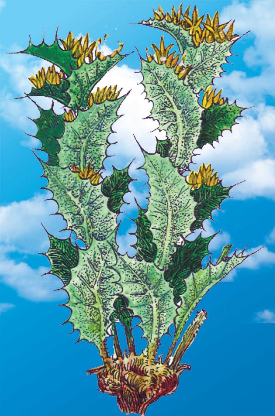 Yopirma karrak