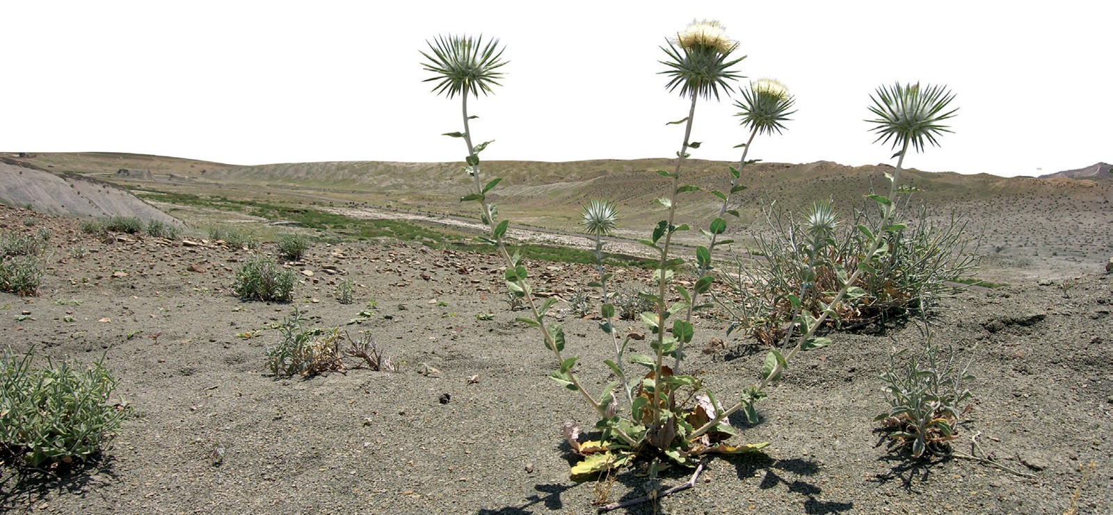 Sprigin karragi