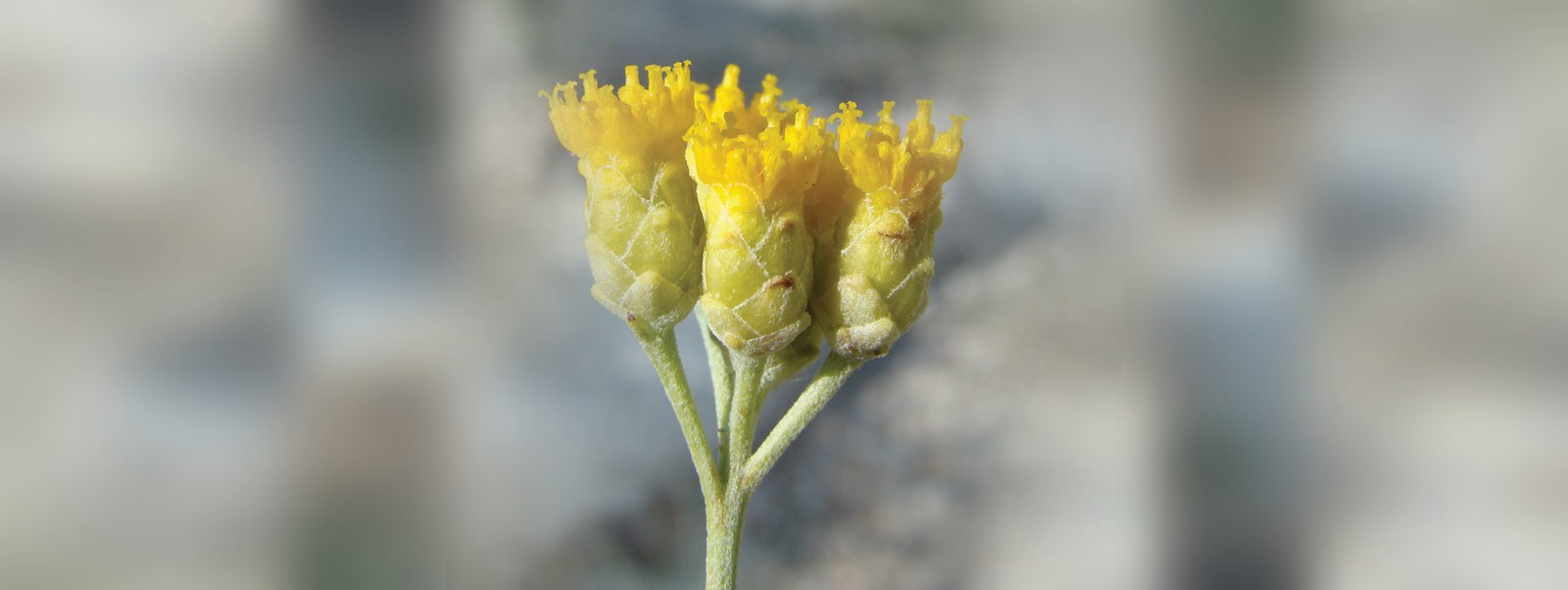 Fedchenko lepidolofasi