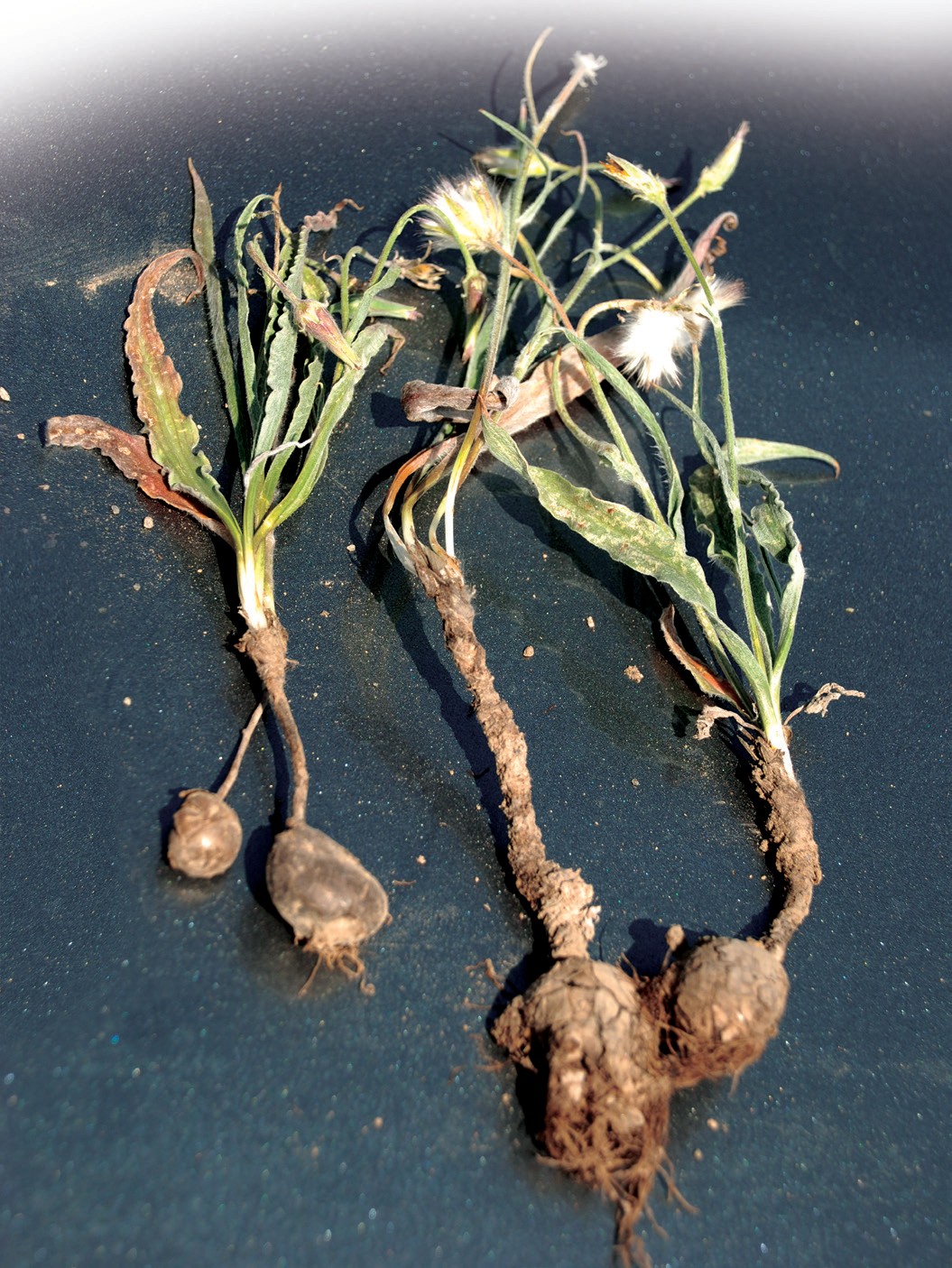 Bunge takasoqoli