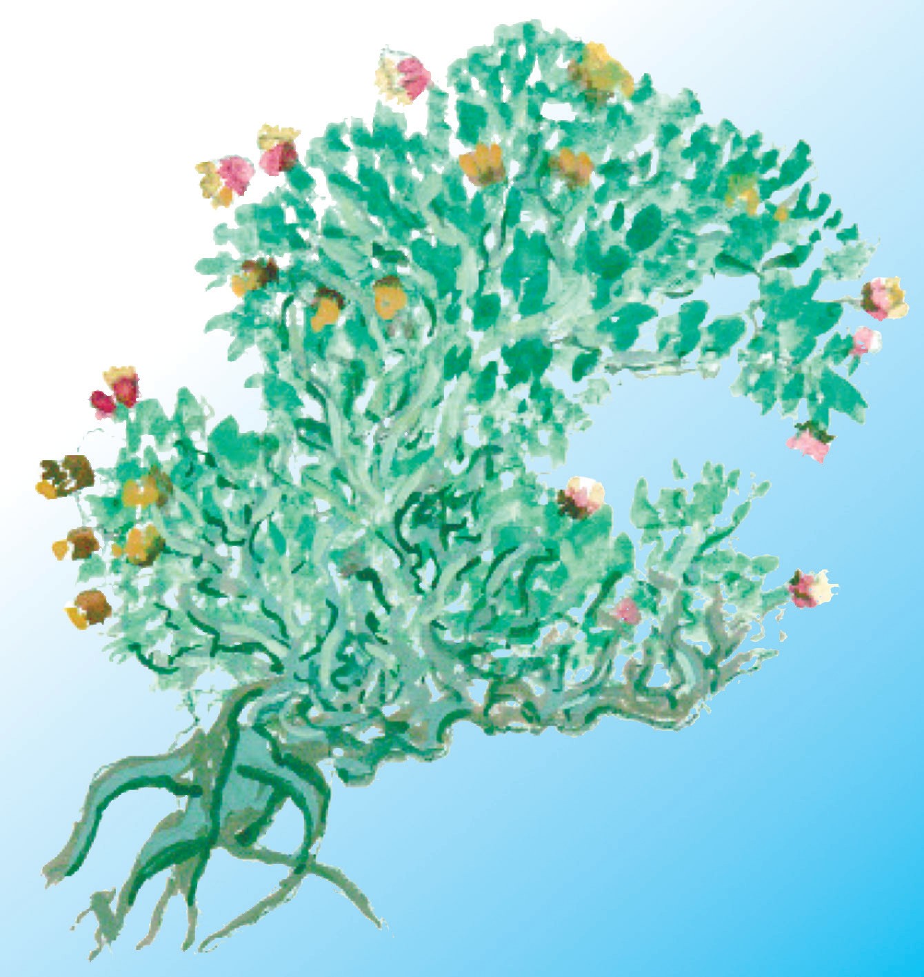 Angren ugamiyasi