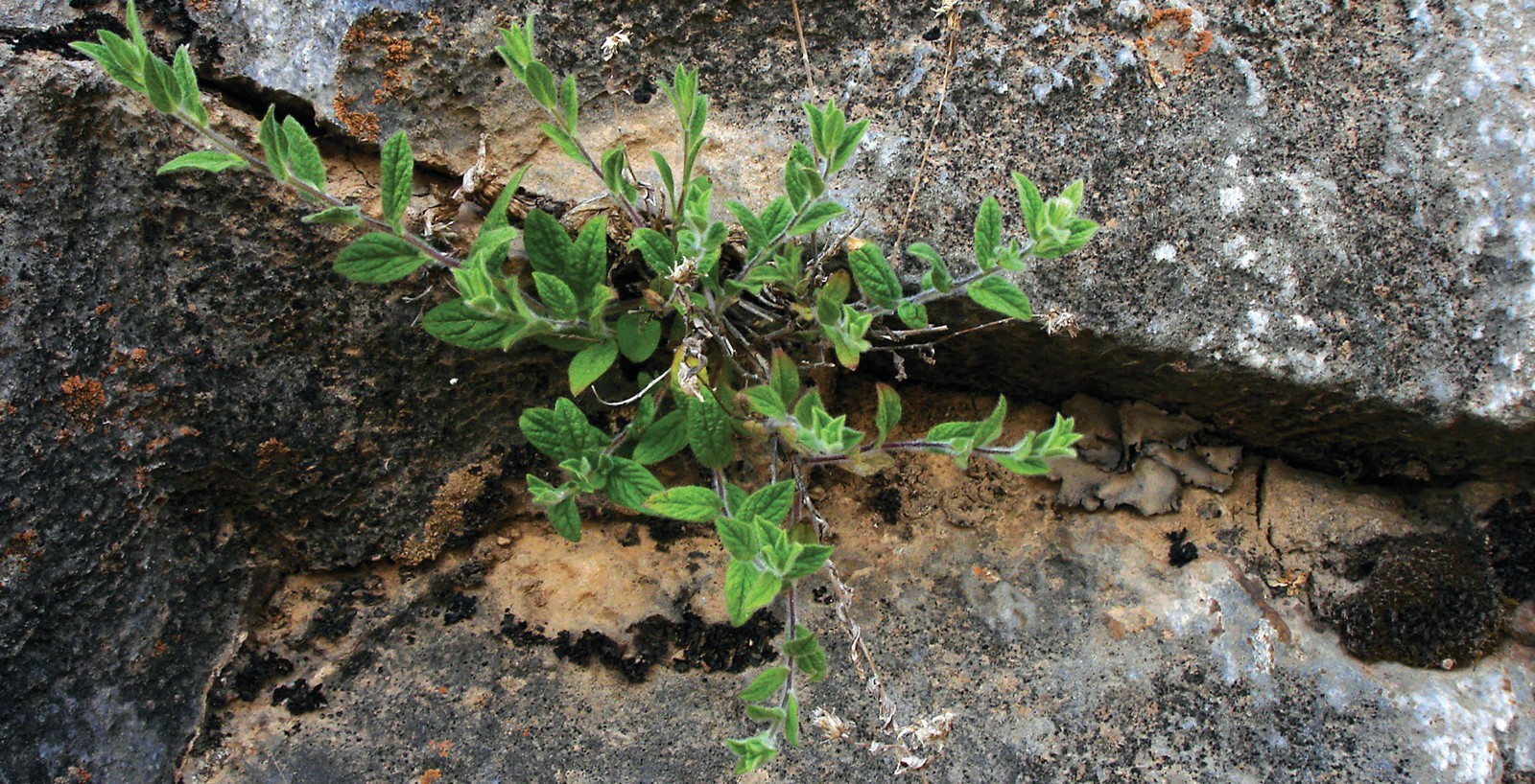 Krasheninnikov vikoasi