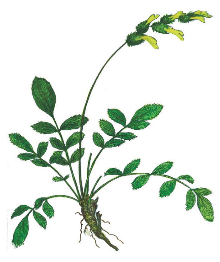 Yulingan Astragal