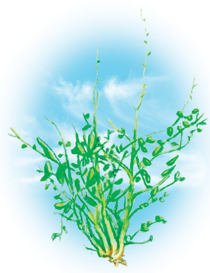 Odilov astragali