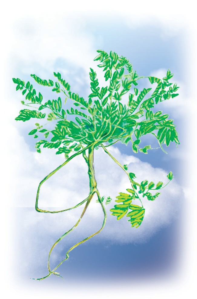Qizil xo‘roz astragali