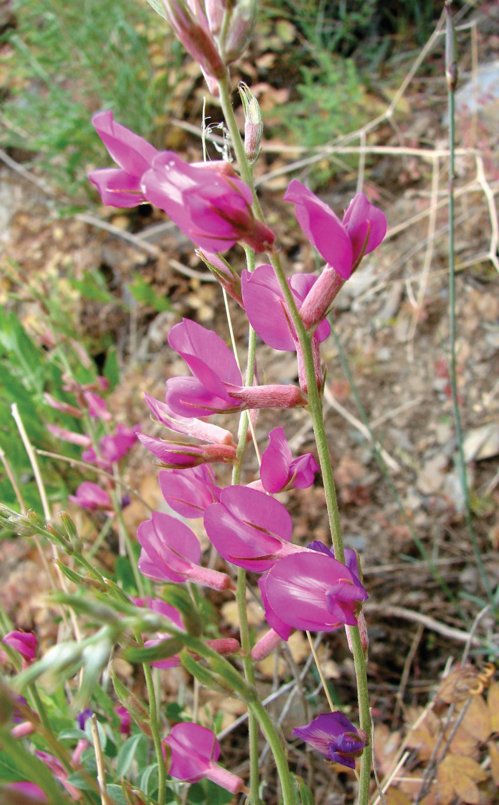 Nimrang pushti oksitropis