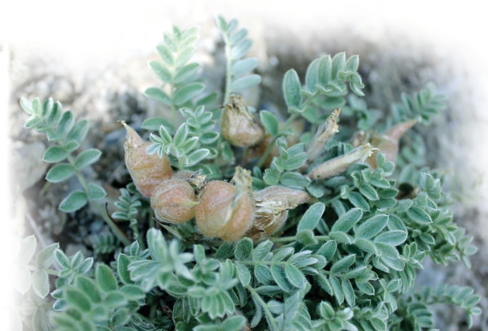 Yupqa pardali oksitropis