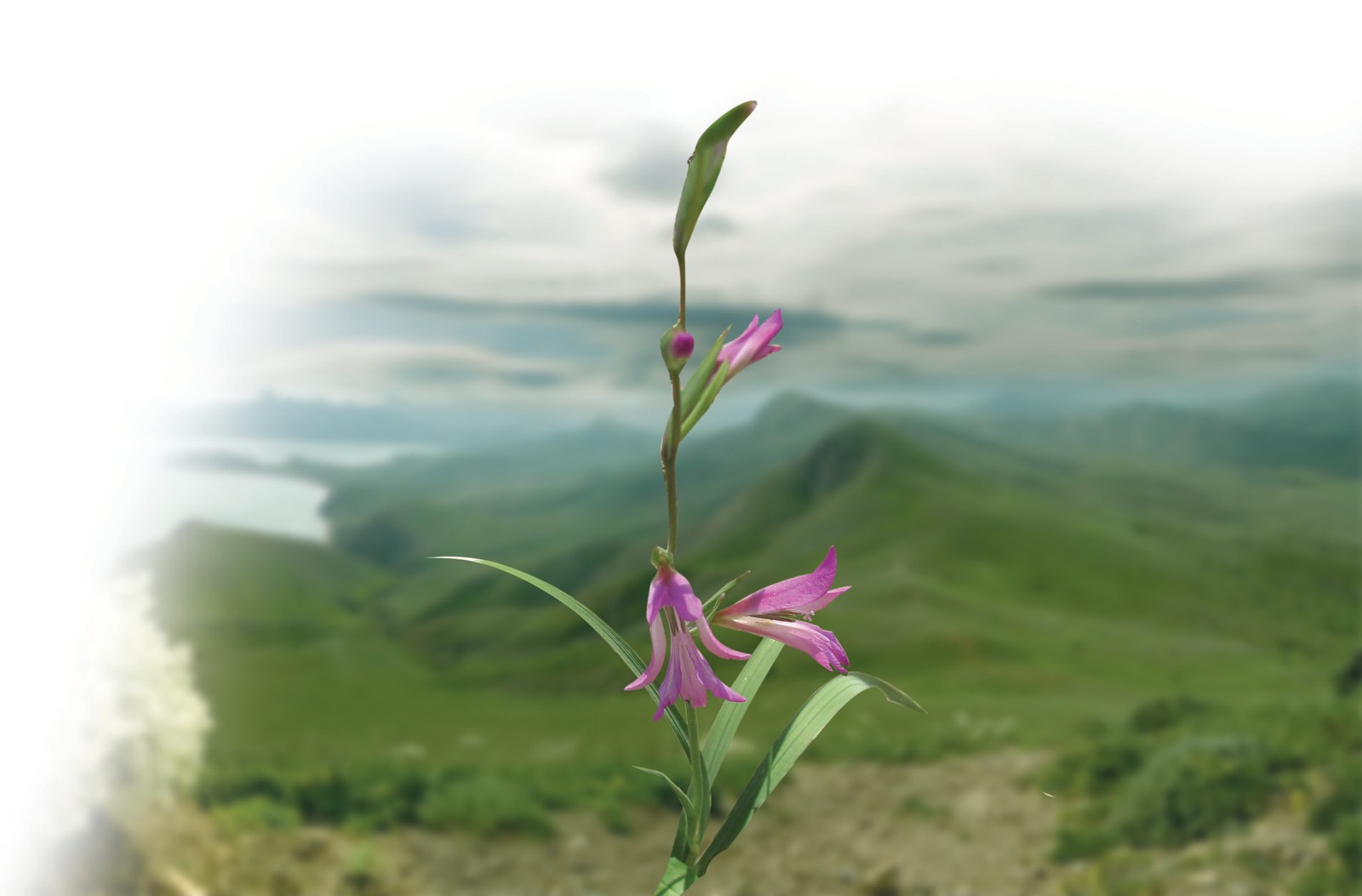 Italiya gladiolusi
