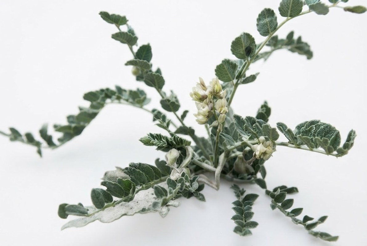 Soxta cho‘l astragali